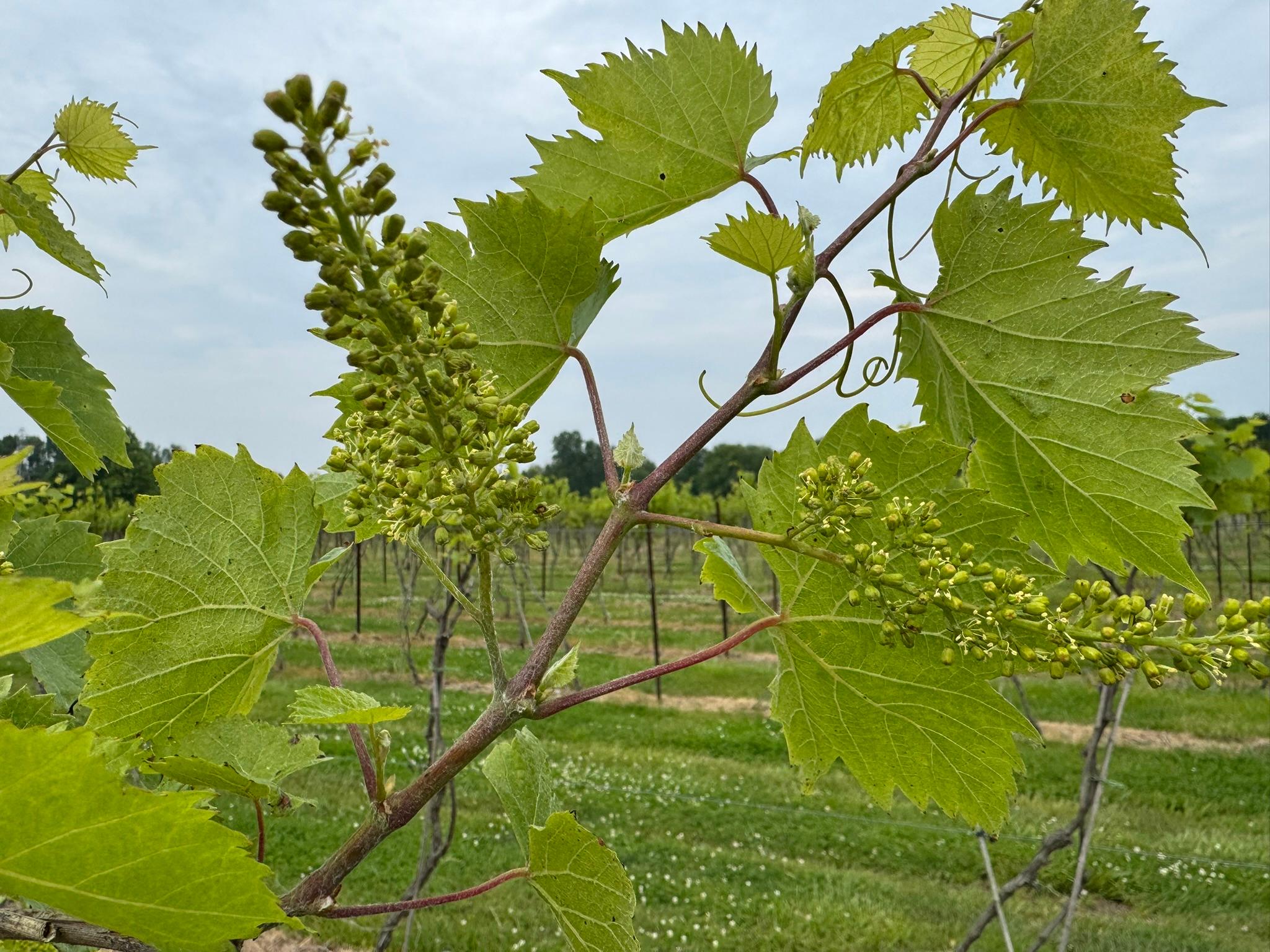 Marquette grapes flowering.